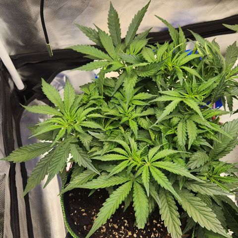 Do Si Dos Auto growlog timeline photo