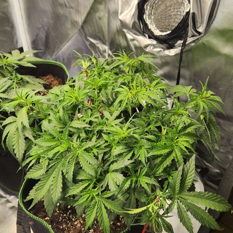 LSD Auto growlog timeline photo