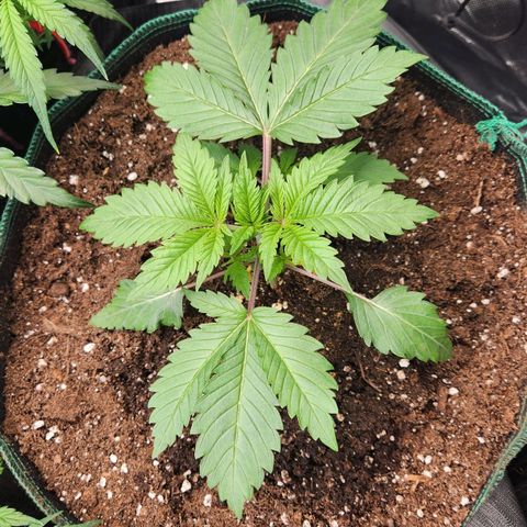 Laughing Buddha growlog timeline photo