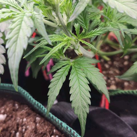 LSD Auto growlog timeline photo