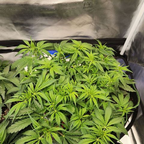 LSD Auto growlog timeline photo