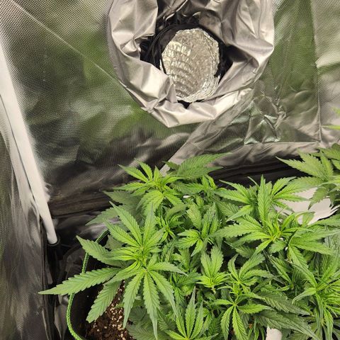 Do Si Dos Auto growlog timeline photo