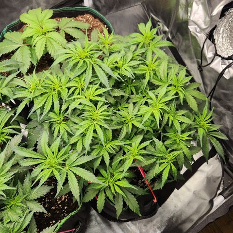 LSD Auto growlog timeline photo
