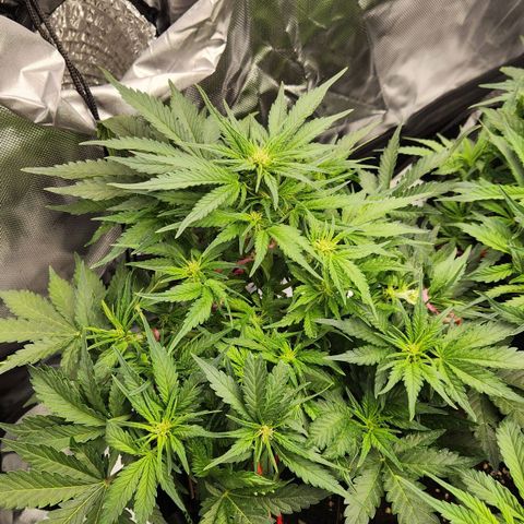 Strawberry Cheesecake Auto growlog timeline photo