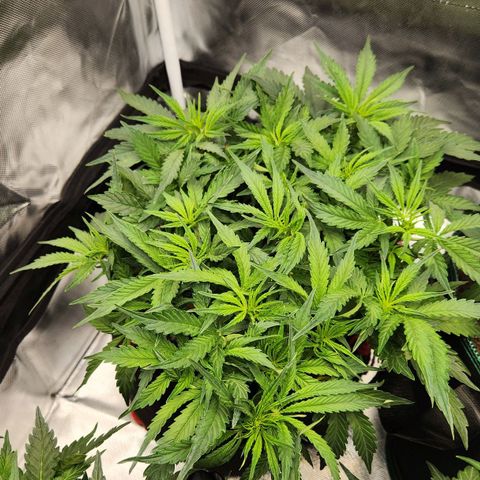 Do Si Dos Auto growlog timeline photo