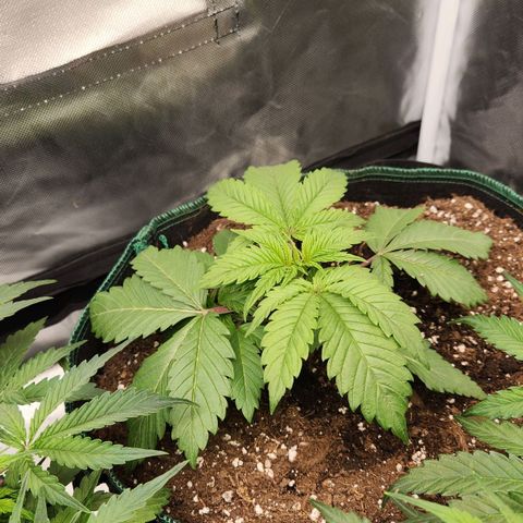 Laughing Buddha growlog timeline photo