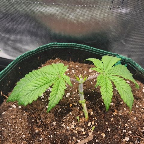 Laughing Buddha growlog timeline photo