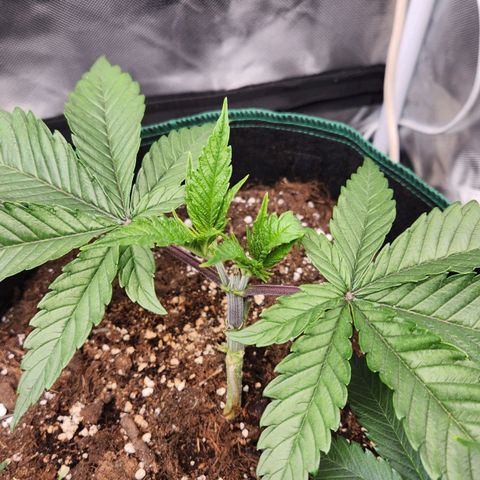 Laughing Buddha growlog timeline photo