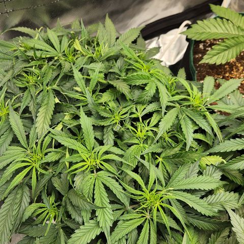 Do Si Dos Auto growlog timeline photo