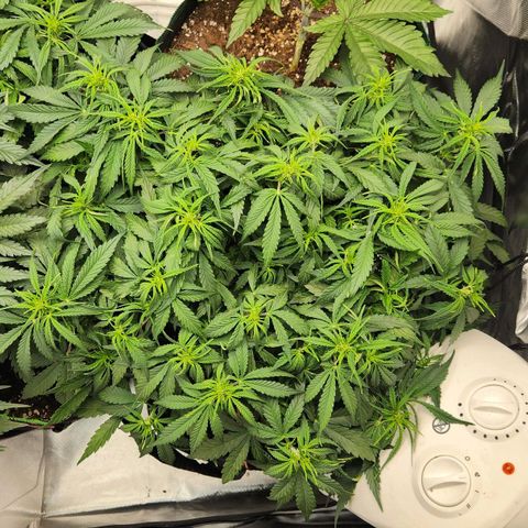 LSD Auto growlog timeline photo