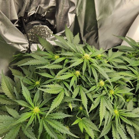 Strawberry Cheesecake Auto growlog timeline photo