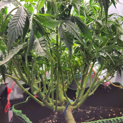 Do Si Dos Auto growlog timeline photo
