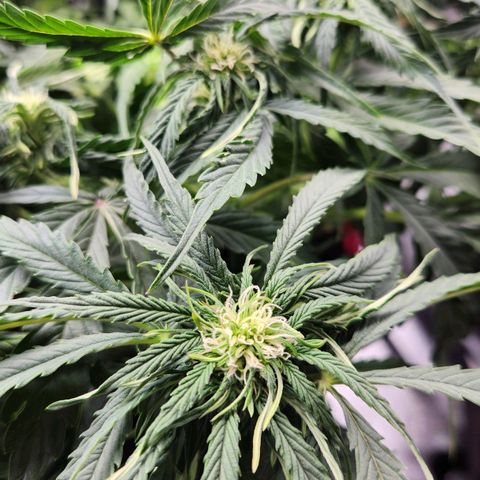 Do Si Dos Auto growlog timeline photo