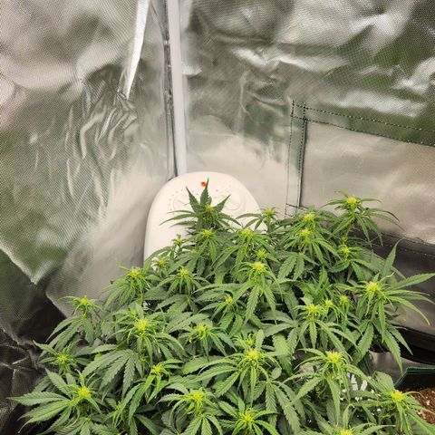 LSD Auto growlog timeline photo