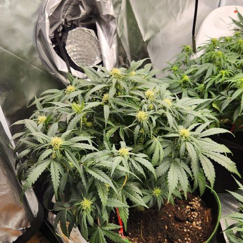Strawberry Cheesecake Auto growlog timeline photo