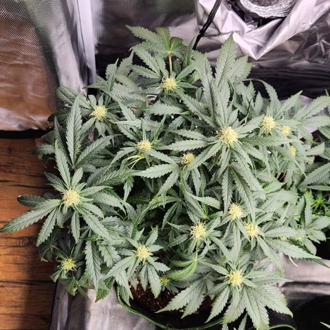 Strawberry Cheesecake Auto growlog timeline photo