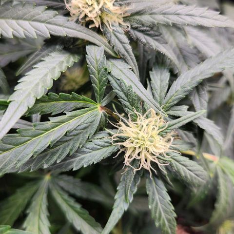 Strawberry Cheesecake Auto growlog timeline photo