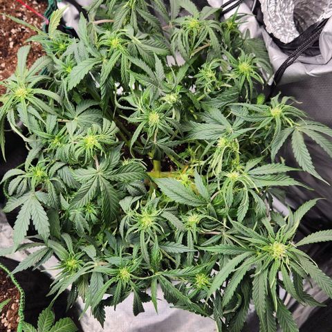 Do Si Dos Auto growlog timeline photo