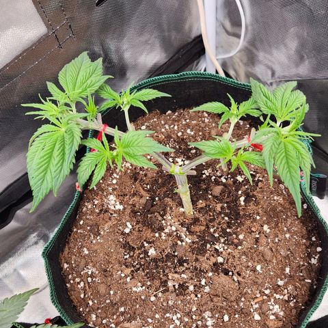 Laughing Buddha growlog timeline photo