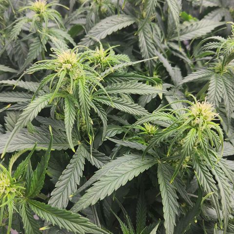 LSD Auto growlog timeline photo
