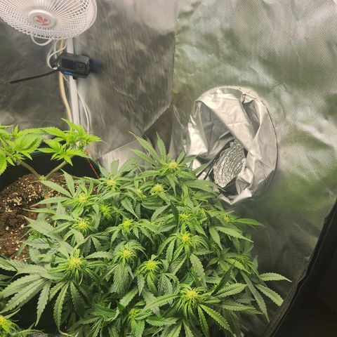 Do Si Dos Auto growlog timeline photo