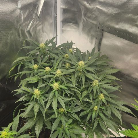 Strawberry Cheesecake Auto growlog timeline photo