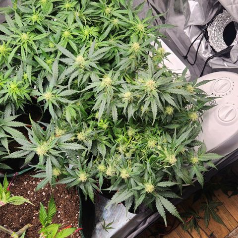Strawberry Cheesecake Auto growlog timeline photo