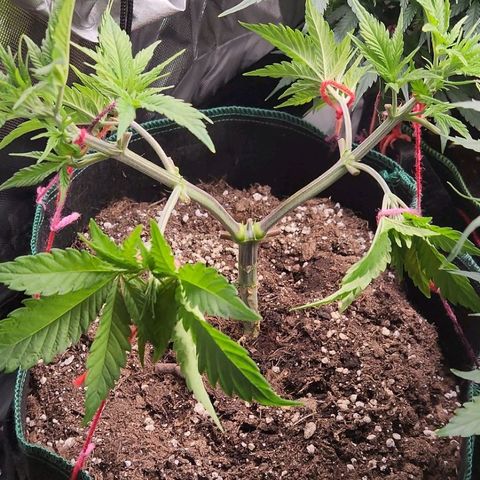 Laughing Buddha growlog timeline photo