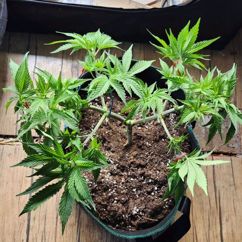 Laughing Buddha growlog timeline photo