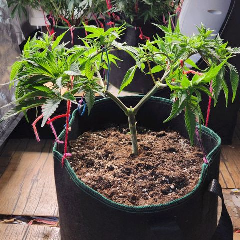 Laughing Buddha growlog timeline photo
