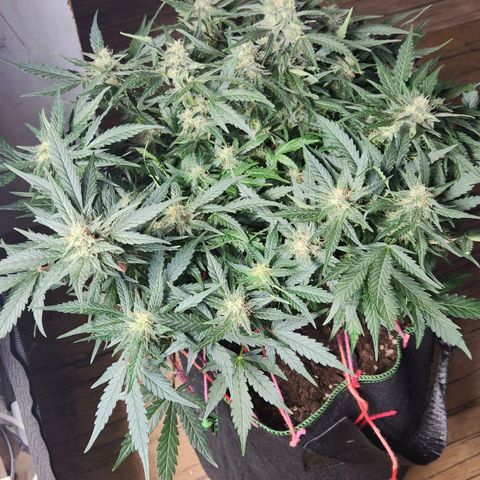 Strawberry Cheesecake Auto growlog timeline photo