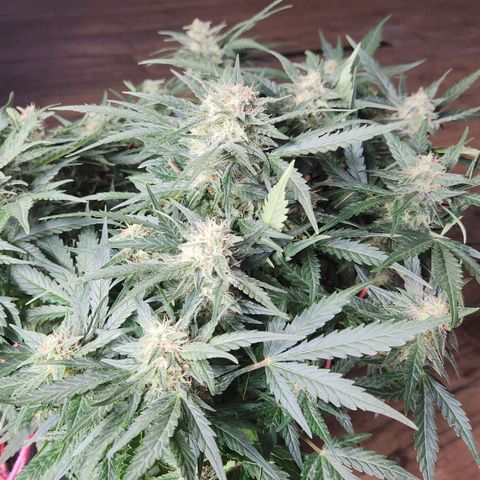 Strawberry Cheesecake Auto growlog timeline photo