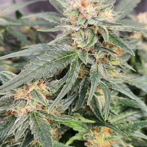 Strawberry Cheesecake Auto growlog timeline photo