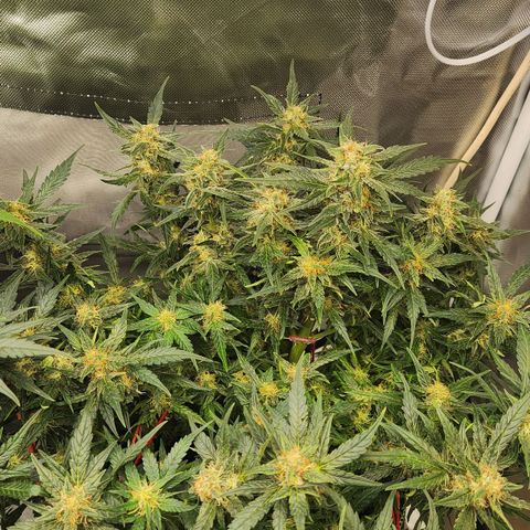 Strawberry Cheesecake Auto growlog timeline photo