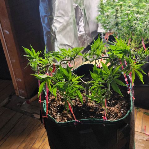 Laughing Buddha growlog timeline photo