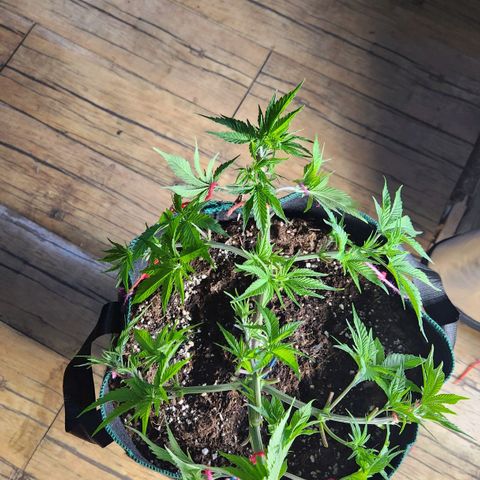 Laughing Buddha growlog timeline photo