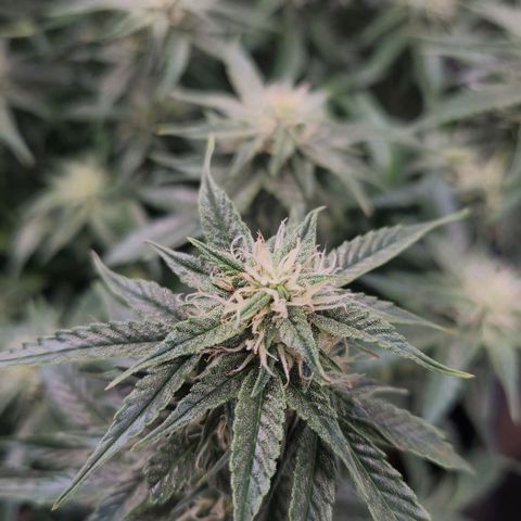 Do Si Dos Auto growlog timeline photo