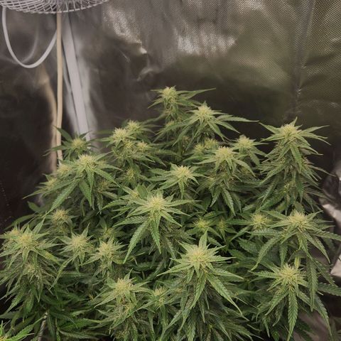 Do Si Dos Auto growlog timeline photo