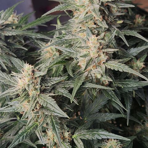 Strawberry Cheesecake Auto growlog timeline photo