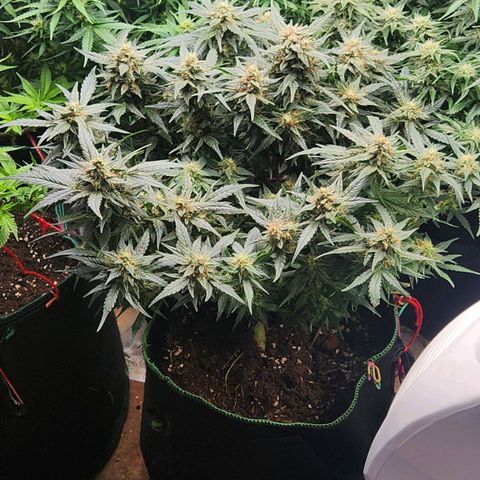 Strawberry Cheesecake Auto growlog timeline photo