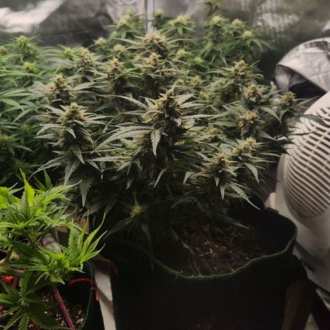 Strawberry Cheesecake Auto growlog timeline photo