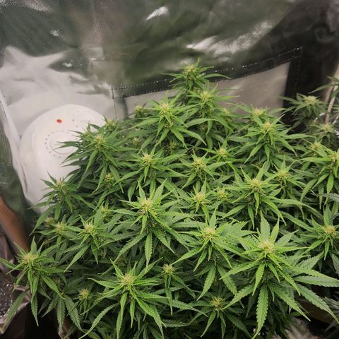 LSD Auto growlog timeline photo