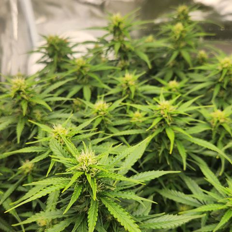 LSD Auto growlog timeline photo