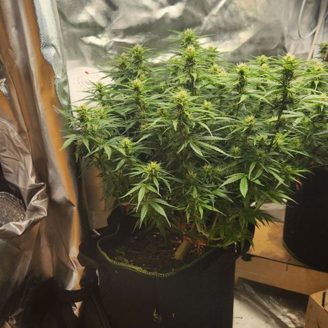 LSD Auto growlog timeline photo