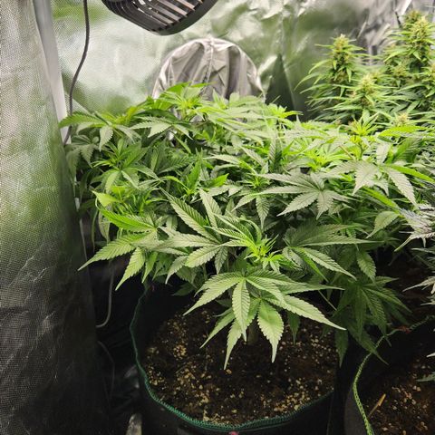 Laughing Buddha growlog timeline photo