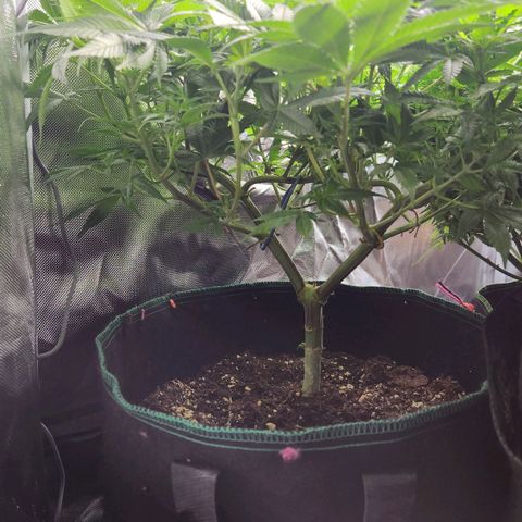 Laughing Buddha growlog timeline photo