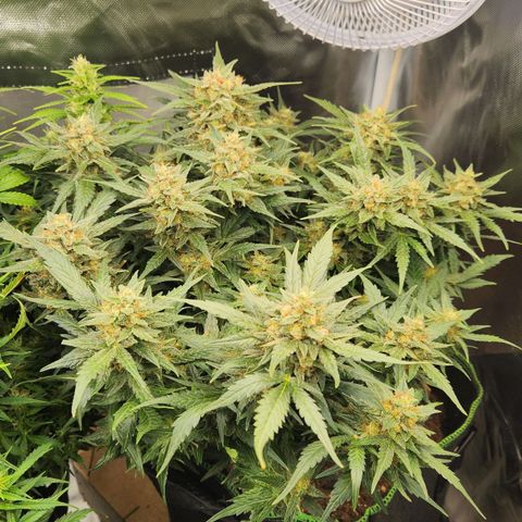 Strawberry Cheesecake Auto growlog timeline photo