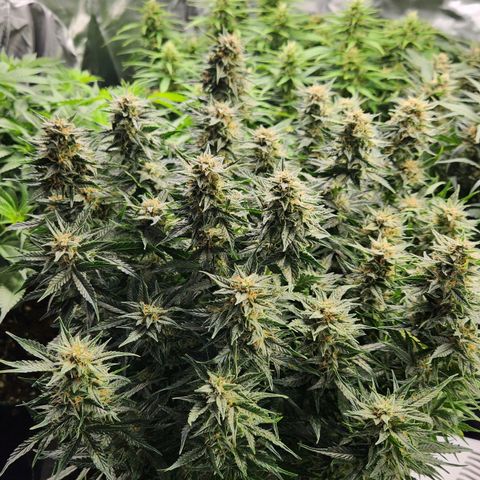 Do Si Dos Auto growlog timeline photo