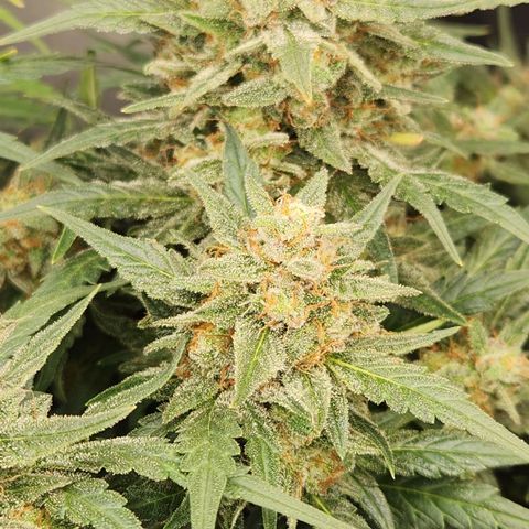 Strawberry Cheesecake Auto growlog timeline photo