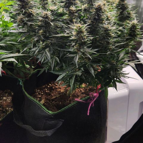 Do Si Dos Auto growlog timeline photo